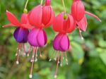 Lady's Eardrops ( Fuchsia ) Flowers Stock Photo