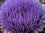 Globe Artichoke Flower (cynara Scolymus) Stock Photo