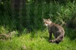 European Wildcat (felis Silvestris Silvestris) Stock Photo