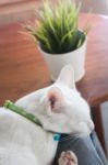 White Cat Sleeping In Cat Cafe Stock Photo