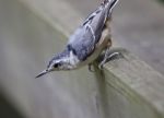 Beautiful Photo Of A White-breasted Nuthatch Bird Stock Photo