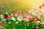 Fresh Cosmos Flower In The Garden Stock Photo