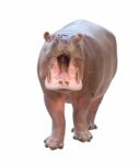 Hippopotamus Isolated Stock Photo