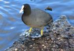 Coot Stock Photo