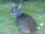 Tiny Animal Stock Photo