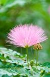 Pink Flower , Rain Tree Stock Photo