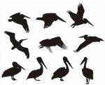 Pelican Silhouettes  Stock Photo