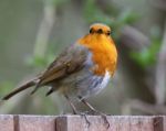 Robin Stock Photo