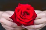 Hand Of Woman Give A Red Rose. Valentine's Day Stock Photo