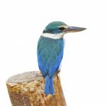 Sacred Kingfisher Stock Photo