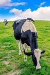 Cows On A Green Field And Blue Sky Stock Photo