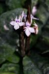 Crossandra Guineensis Stock Photo