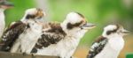 Kookaburras Gracefully Resting During The Day Stock Photo