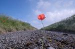 Poppy Stock Photo