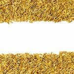 Top View Of Paddy Rice And Rice Seed On The White Background For Isolated Stock Photo