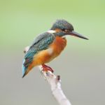 Female Common Kingfisher Stock Photo