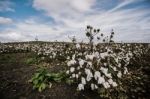 Cotton Field In The Countryside Stock Photo