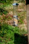 Chaffinch Feeding Stock Photo