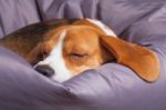 Beagle On The Soft Chair Stock Photo