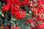 Ornamental Shrub Of Red Berries In Autumn With Raindrops Stock Photo