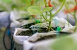 Japanese Melons Or Green Melons Plants Growing In Greenhouse Stock Photo