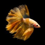 Betta Fish On Black Stock Photo