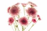 Pink Chrysanthemum Flower Beautiful Fresh Stock Photo