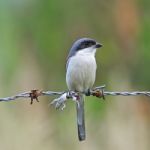 Burmese Shrike Stock Photo