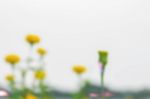 Marigolds With Blurred Images Stock Photo