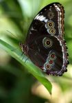 Morpho Achilles Achilaena Stock Photo