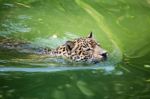 Orange Jaguar Swimming Stock Photo