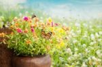 Common Purslane Flower Background Stock Photo