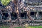 Trees Growing Out Of Ta Prohm Temple, Angkor Wat In Cambodia Stock Photo