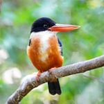 Black-capped Kingfisher Stock Photo