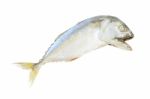 Mackerel Steam Fish On White Background Stock Photo