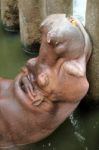 Hippo Resting In Water Stock Photo