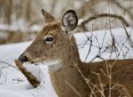 Beautiful Isolated Background With A Wild Deer In The Snowy Forest Stock Photo