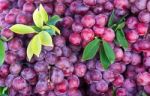 Fresh Grape Fruit Stock Photo