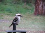 Kookaburra On Post Stock Photo