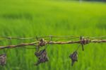 Dry Leaves Hanging From Barbed Wired With Green Grass In The Bac Stock Photo