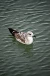 Gull On The Water Stock Photo