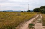 Spring Algarve Landscape Flora Stock Photo