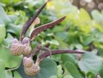 Aristolochia Ringens Vahl Stock Photo