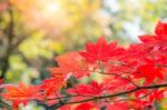 Maple Leaf In Autumn In Korea,autumn Background.(soft Focus) Stock Photo