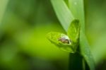 Fly In Green Heart Stock Photo