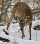 Beautiful Isolated Image With A Wild Deer In The Snowy Forest Stock Photo