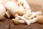 Fresh Wild Mushrooms Stock Photo