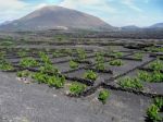 The Vines Of Lanzarote Stock Photo