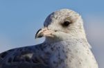 Amazing Isolated Picture Of A Cute Gull Stock Photo