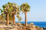 Cactus Trees In Galapagos Islands Stock Photo